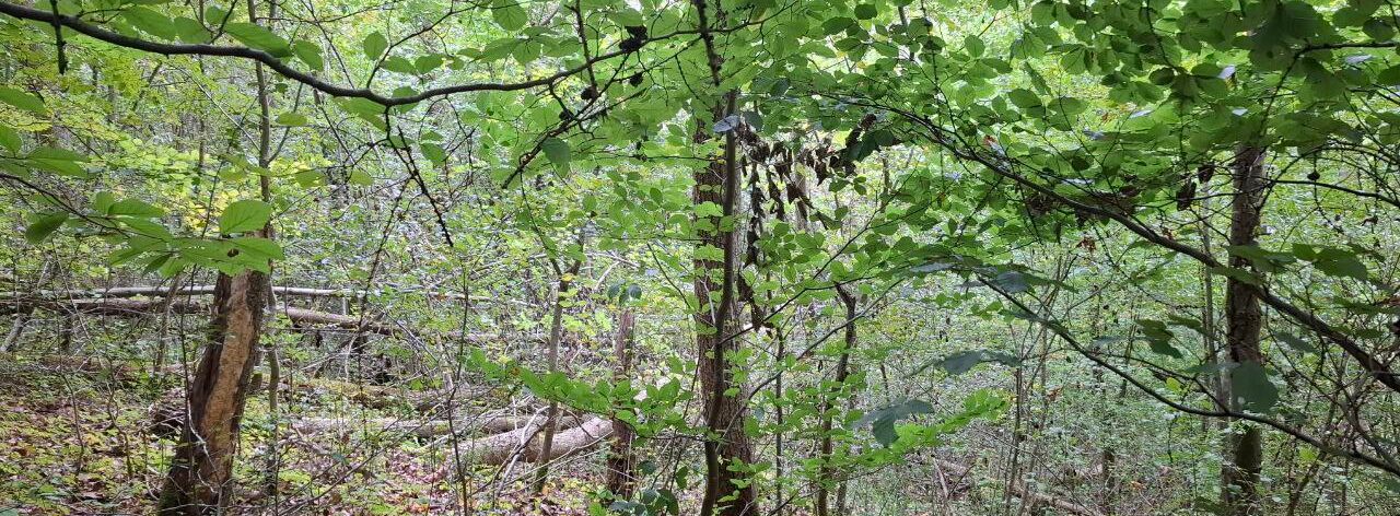 Blick auf eine dicht bewachsende Waldfläche vor einer Maßnahme