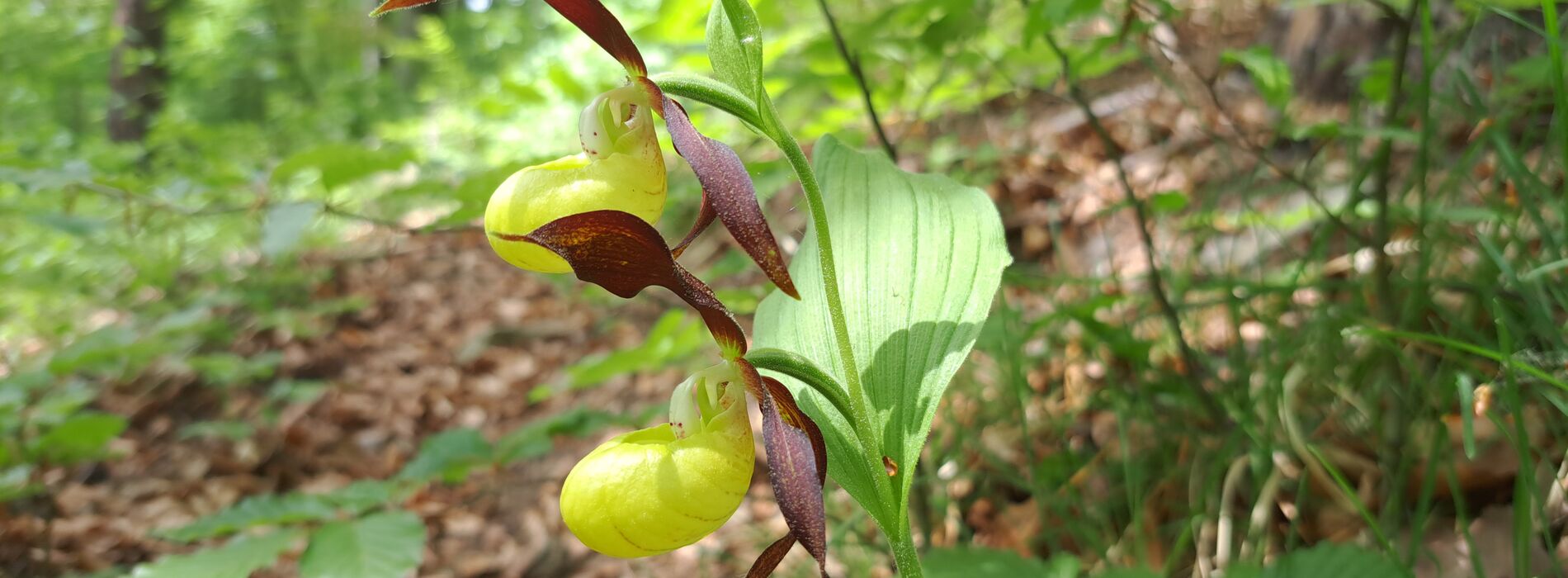 Gelber Frauenschuh in Blüte