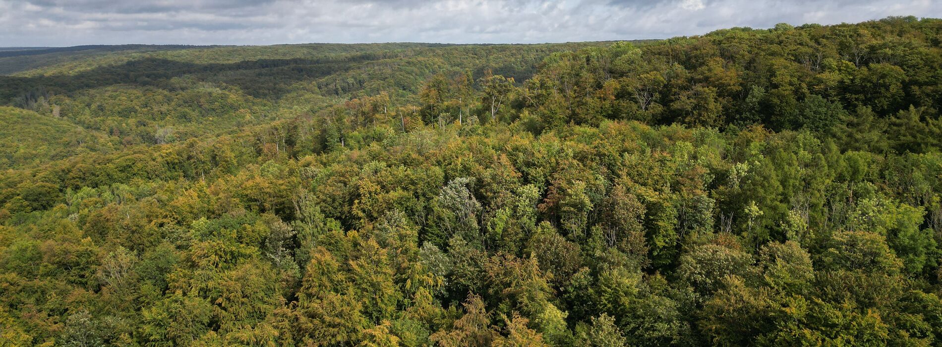 Laubmischwald