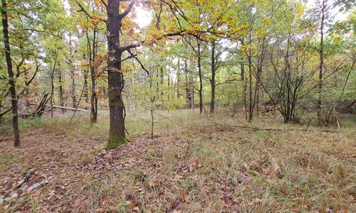 Blick in das Lachenwäldchen vor der Wintermaßnahme