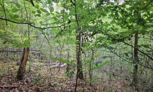 Blick auf eine dicht bewachsende Waldfläche vor einer Maßnahme