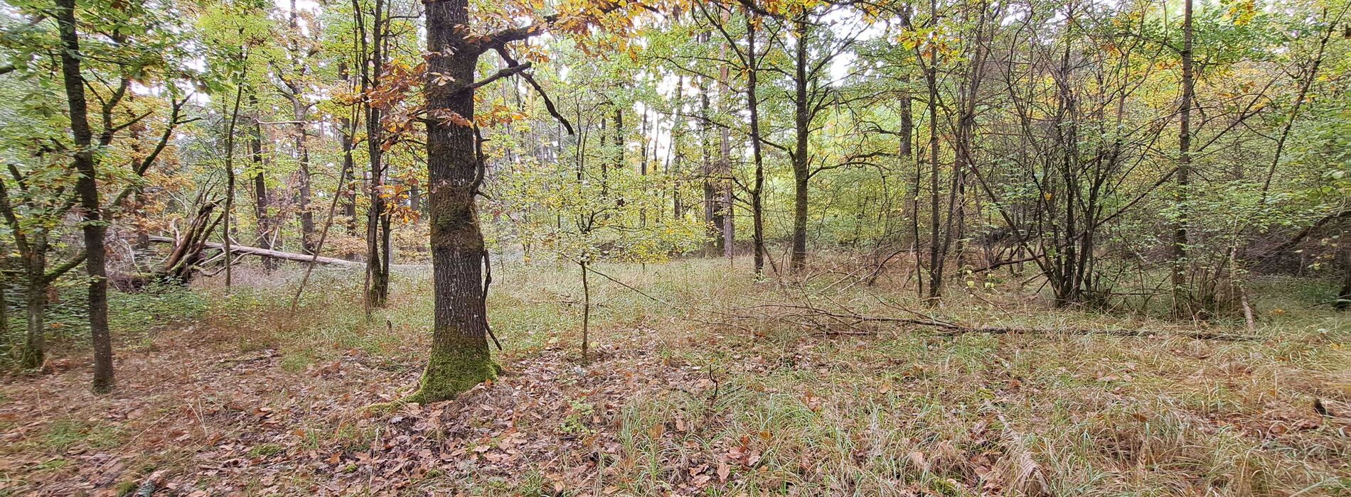 Blick in das Lachenwäldchen vor der Wintermaßnahme
