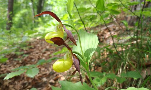 Gelber Frauenschuh in Blüte