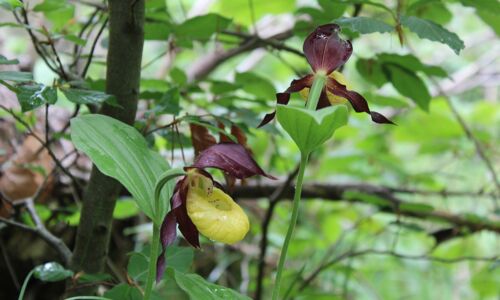 Orchidee mit gelb roter Blüte im Wald