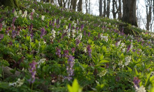 weiß-violett blühender Lerchensporn