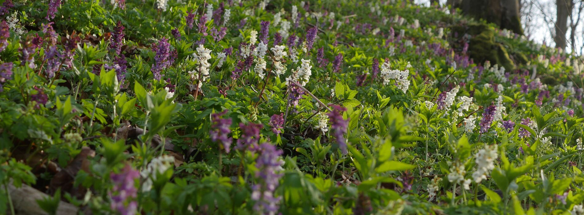 weiß-violett blühender Lerchensporn