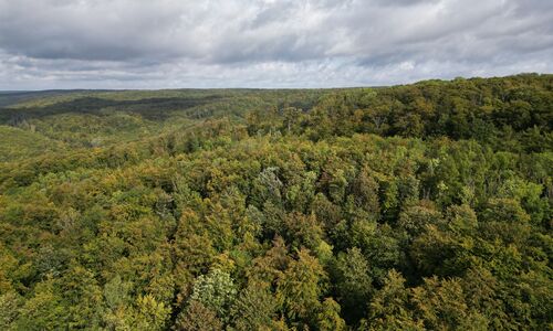 Laubmischwald