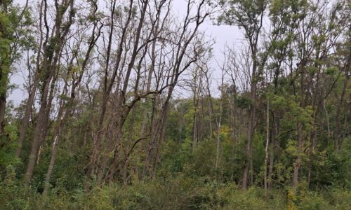 Blick auf eine dicht bewachsende Waldfläche vor einer Maßnahme