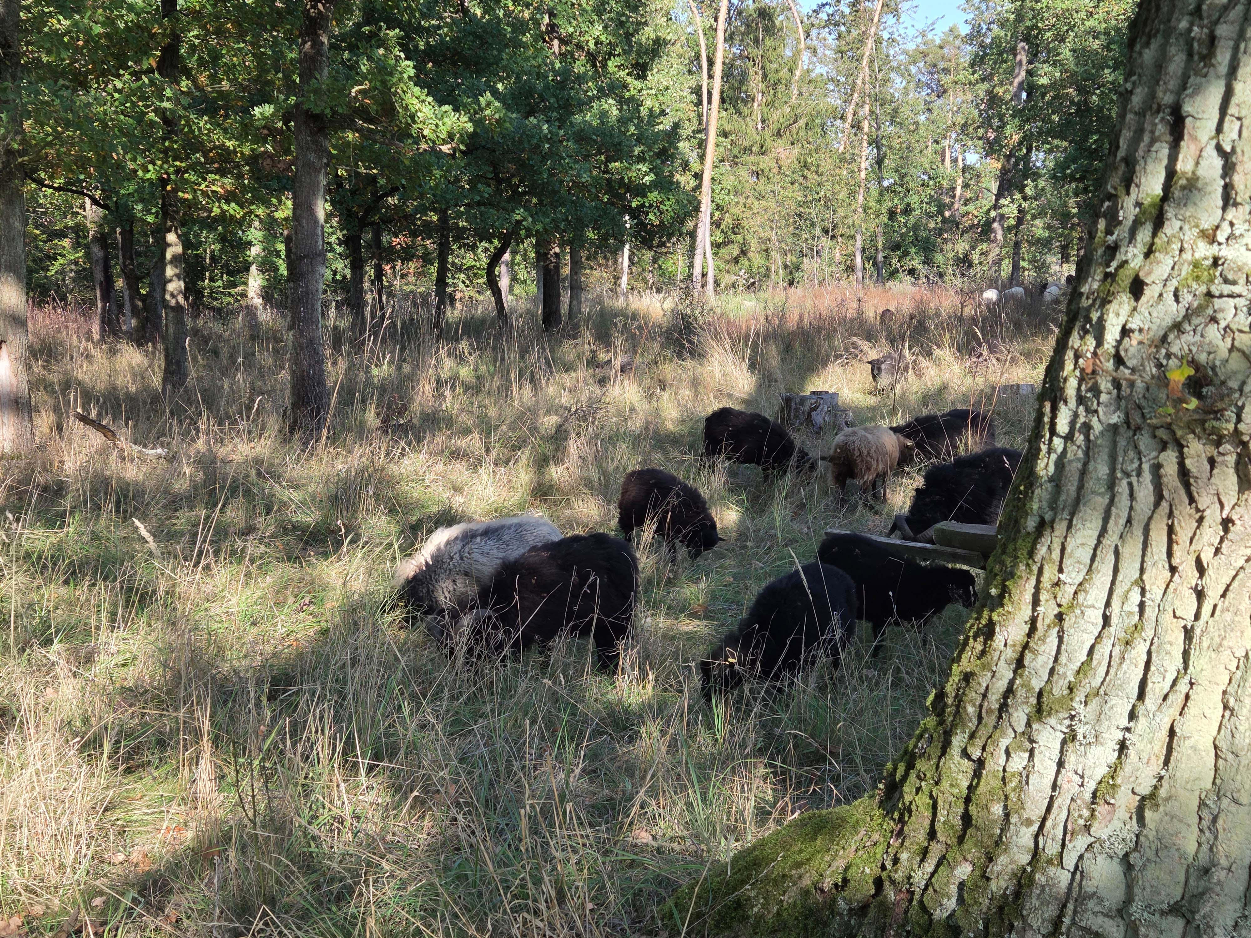 Schafe und Ziegen als Landschaftspfleger im Lachenwäldchen © Katrin Vogel